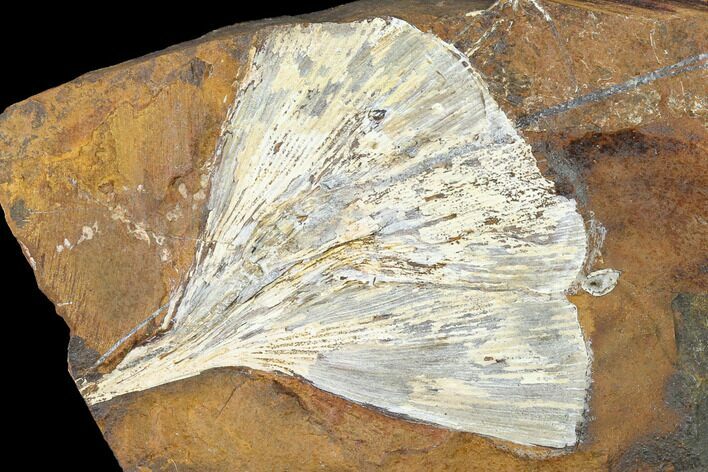 Fossil Ginkgo Leaf From North Dakota - Paleocene #145320